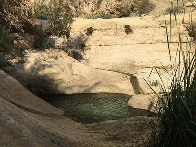 Sladkovodní jezírko mezi skalami v Ein Gedi